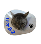 いしもとねこ（個別スタンプ：2）