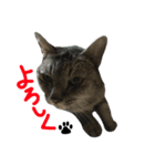 いしもとねこ（個別スタンプ：4）