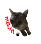 いしもとねこ（個別スタンプ：5）