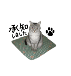 いしもとねこ（個別スタンプ：6）