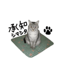 いしもとねこ（個別スタンプ：7）