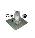 いしもとねこ（個別スタンプ：8）