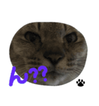 いしもとねこ（個別スタンプ：10）
