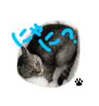 いしもとねこ（個別スタンプ：11）