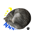 いしもとねこ（個別スタンプ：12）