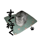 いしもとねこ（個別スタンプ：14）