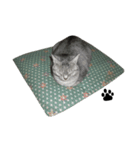 いしもとねこ（個別スタンプ：15）