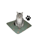 いしもとねこ（個別スタンプ：16）