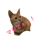 アビのシャイちゃん（個別スタンプ：2）
