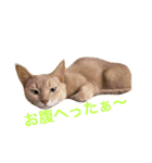 アビのシャイちゃん（個別スタンプ：5）