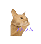 アビのシャイちゃん（個別スタンプ：10）