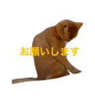 アビのシャイちゃん（個別スタンプ：12）