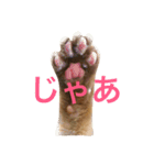 アビのシャイちゃん（個別スタンプ：14）