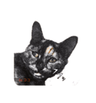 猫たちのつぶやき（個別スタンプ：2）