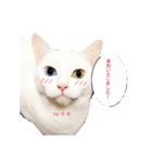 猫たちのつぶやき（個別スタンプ：5）