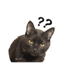猫たちのつぶやき（個別スタンプ：6）