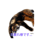猫たちのつぶやき（個別スタンプ：8）