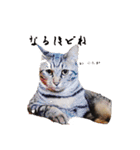 猫たちのつぶやき（個別スタンプ：9）