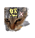 猫たちのつぶやき（個別スタンプ：10）