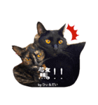 猫たちのつぶやき（個別スタンプ：11）