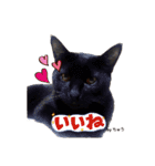 猫たちのつぶやき（個別スタンプ：13）