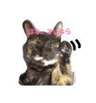 猫たちのつぶやき（個別スタンプ：14）