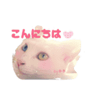 猫たちのつぶやき（個別スタンプ：15）