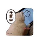 猫たちのつぶやき（個別スタンプ：16）