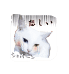 猫たちのつぶやき（個別スタンプ：17）