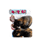 猫たちのつぶやき（個別スタンプ：19）