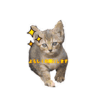 猫たちのつぶやき（個別スタンプ：20）