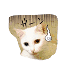 猫たちのつぶやき（個別スタンプ：21）