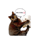 猫たちのつぶやき（個別スタンプ：23）
