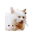 猫たちのつぶやき（個別スタンプ：24）