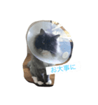 Zizi-san stamp（個別スタンプ：2）