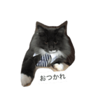 Zizi-san stamp（個別スタンプ：4）