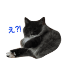 Zizi-san stamp（個別スタンプ：6）