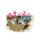 actor cat's 2（個別スタンプ：13）