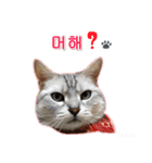 3匹の猫の写真スタンプ韓国語Ver.2（個別スタンプ：1）