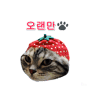 3匹の猫の写真スタンプ韓国語Ver.2（個別スタンプ：2）