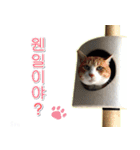 3匹の猫の写真スタンプ韓国語Ver.2（個別スタンプ：3）
