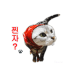 3匹の猫の写真スタンプ韓国語Ver.2（個別スタンプ：4）