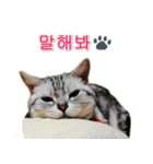 3匹の猫の写真スタンプ韓国語Ver.2（個別スタンプ：5）