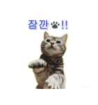 3匹の猫の写真スタンプ韓国語Ver.2（個別スタンプ：6）