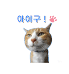 3匹の猫の写真スタンプ韓国語Ver.2（個別スタンプ：7）