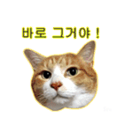 3匹の猫の写真スタンプ韓国語Ver.2（個別スタンプ：8）