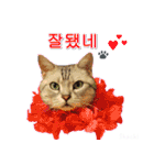 3匹の猫の写真スタンプ韓国語Ver.2（個別スタンプ：9）