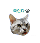 3匹の猫の写真スタンプ韓国語Ver.2（個別スタンプ：10）