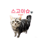 3匹の猫の写真スタンプ韓国語Ver.2（個別スタンプ：11）