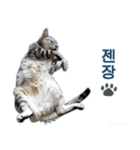 3匹の猫の写真スタンプ韓国語Ver.2（個別スタンプ：16）